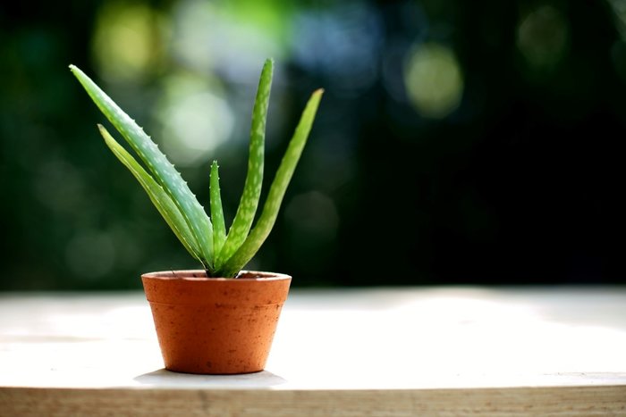 Aloe Vera Hakkında