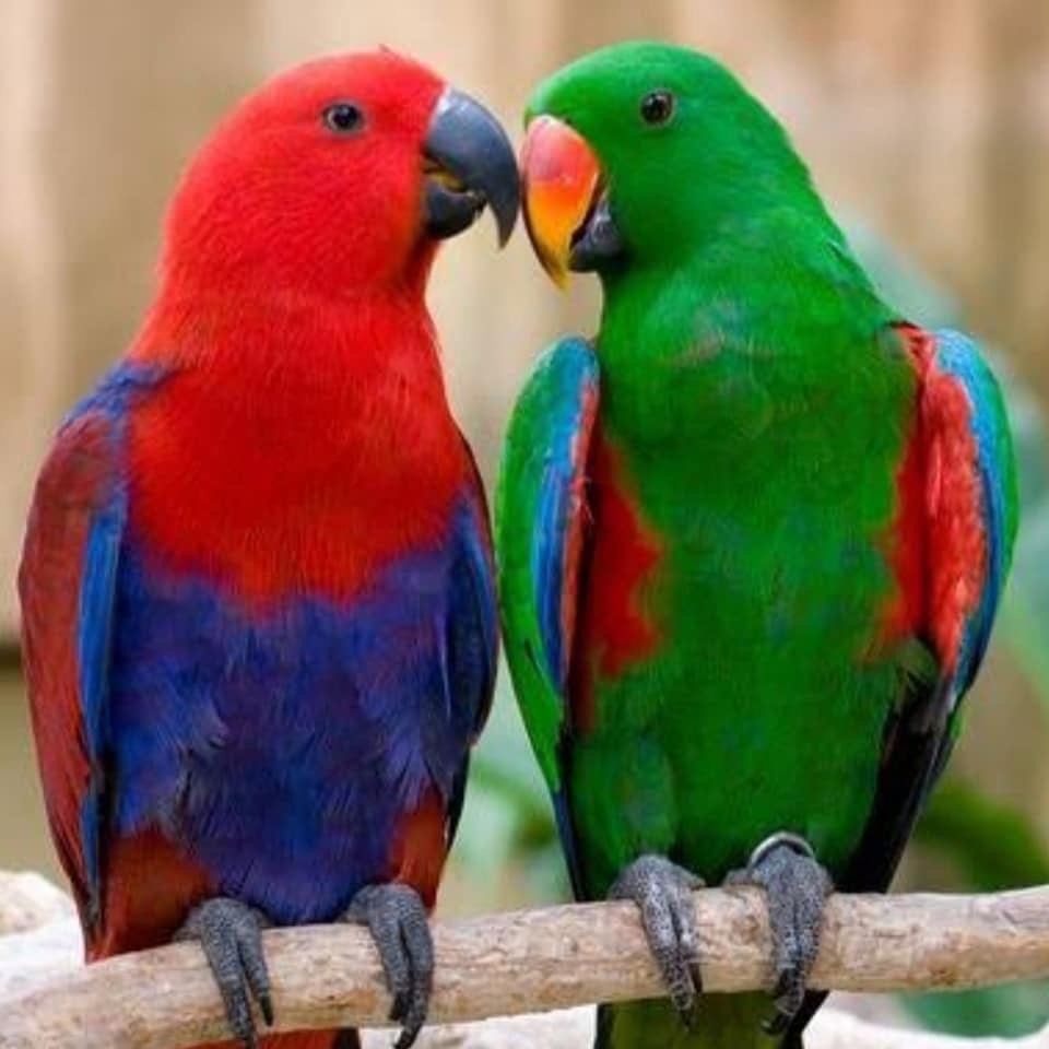 En Renkli Papağan Türleri