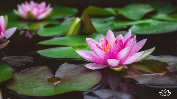 Lotus Çiçeği Anlamı