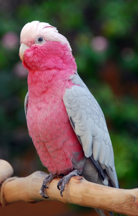 En Renkli Papağan Türleri