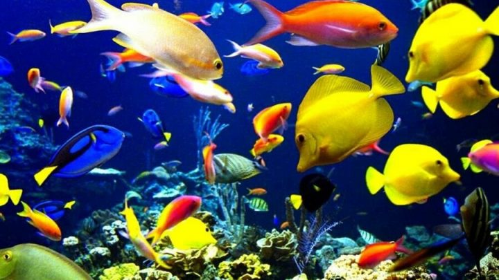 Akvaryum Balıkları