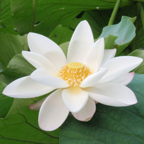 Lotus Çiçeği Anlamı Lotus Çiçeği Anlamı