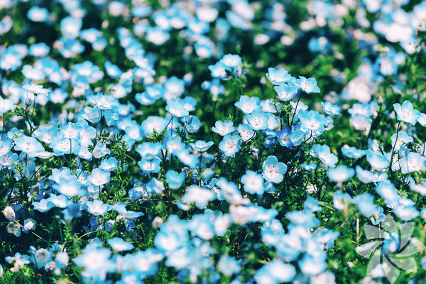 En Güzel Mavi Çiçekler