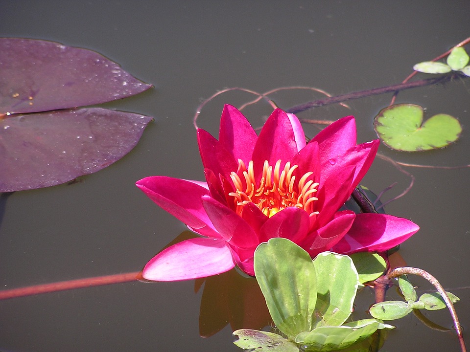 Lotus Çiçeği Anlamı Lotus Çiçeği Anlamı