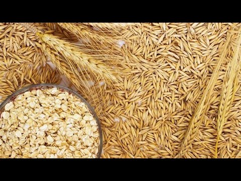 Muhabbet Kuşu Ne Yemeyi Sever? Muhabbet Kuşu Ne Yemeyi Sever?