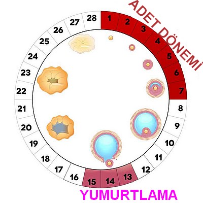 Yumurtlama Dönemi Ne Zamandır ? Yumurtlama Dönemi Ne Zamandır ?