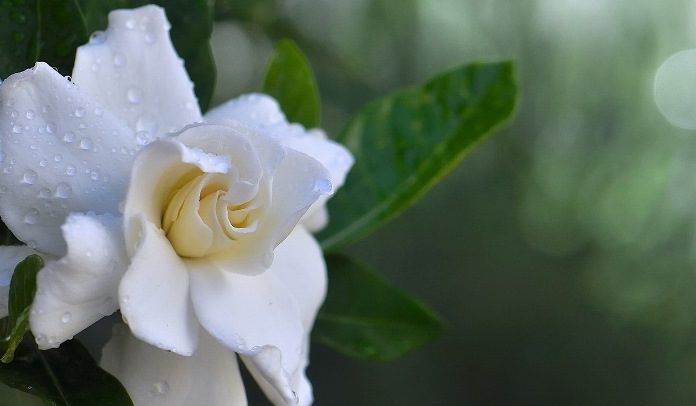 Gardenya Çiçeğinin Anlamı ve Bakımı Gardenya Çiçeğinin Anlamı ve Bakımı