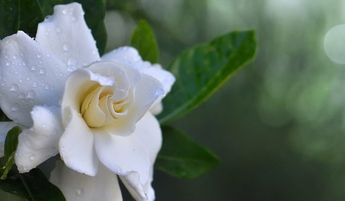 Gardenya Çiçeğinin Anlamı ve Bakımı