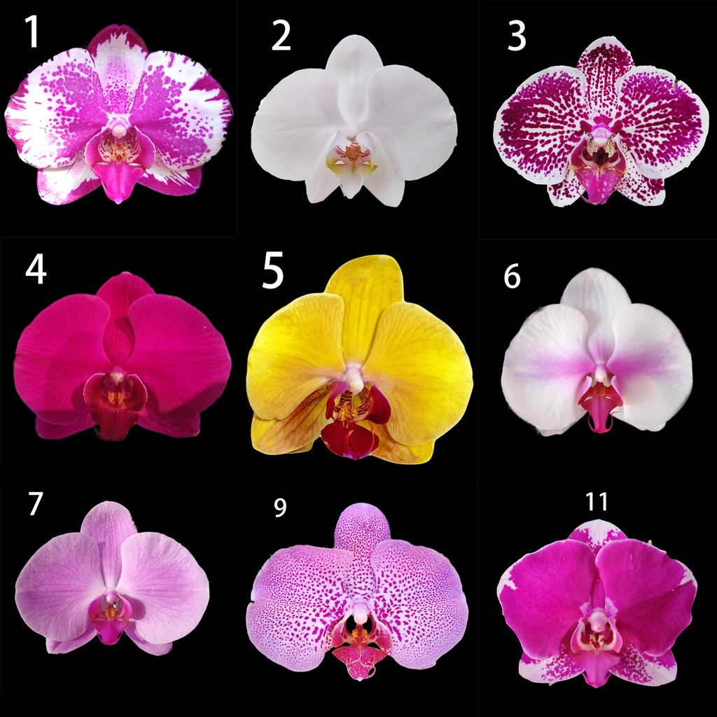 Orkide Ne Zaman Çiçek Açar ?