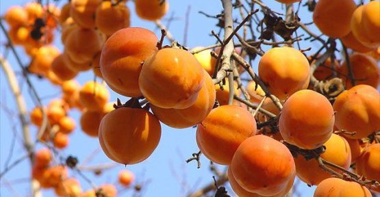 Cennet Hurması Cennet Hurması