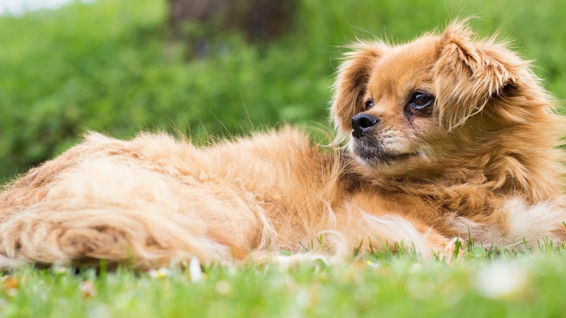 Pekinez Köpek Özellikleri