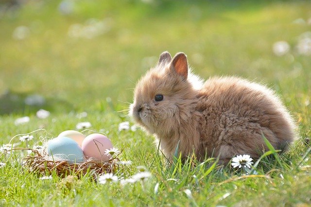 Tavşan Hakkında Bilgi
