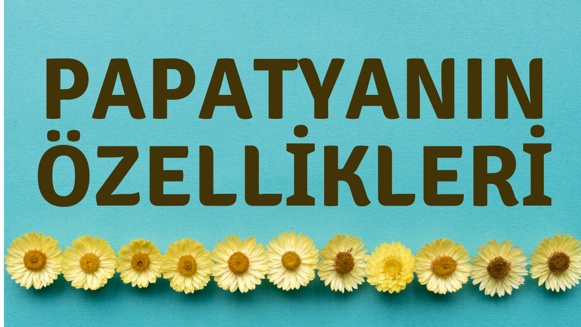 Papatyanın Özellikleri