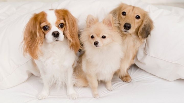 Köpek Dostlarımızın Bakımında Merak Edilenler