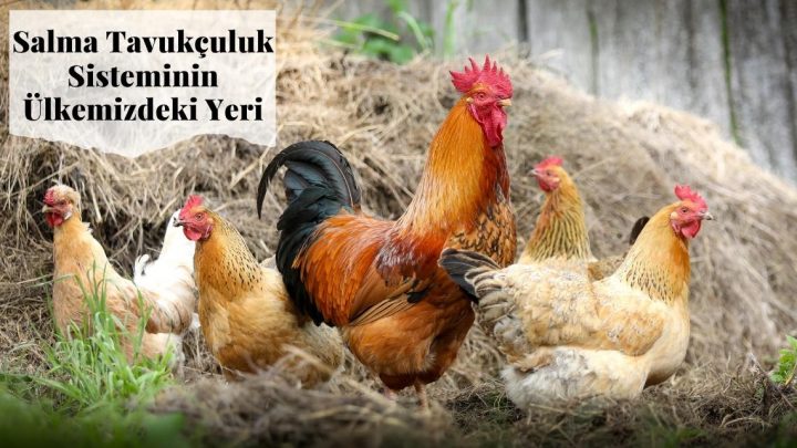 Salma Tavukçuluk Sisteminin Ülkemizdeki Yeri