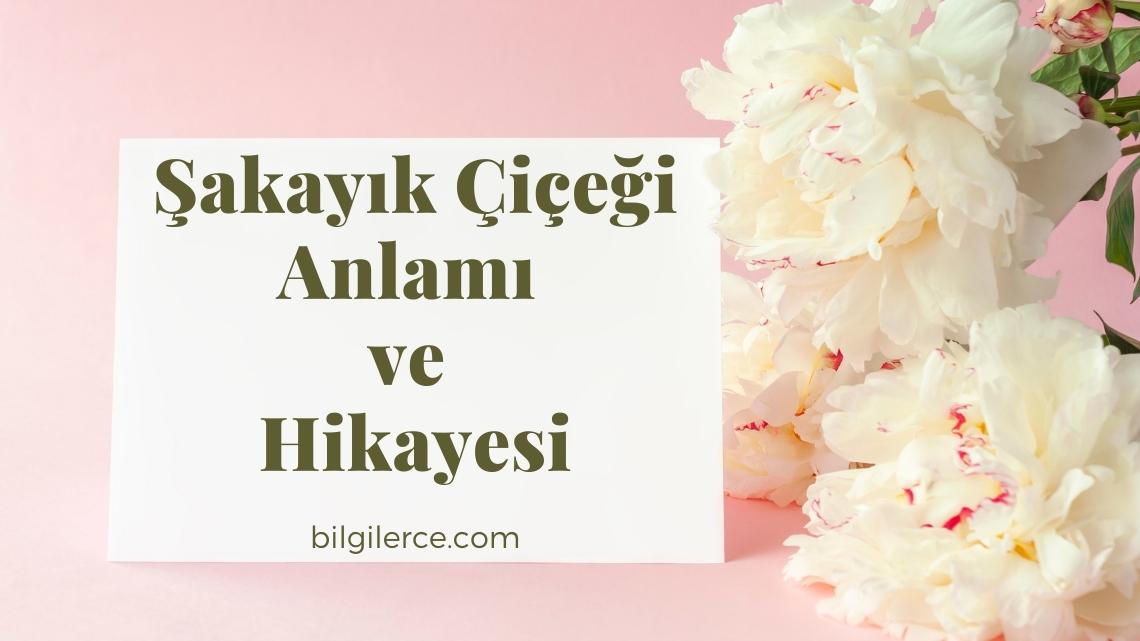 Şakayık Çiçeği Anlamı ve Hikayesi