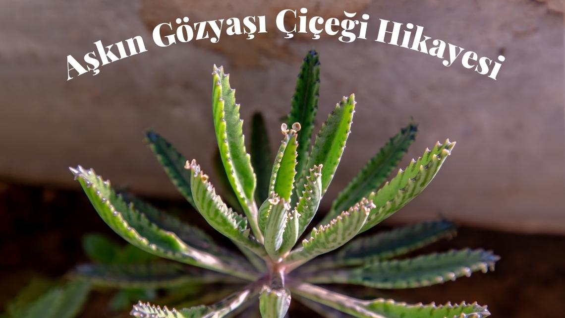 Aşkın Gözyaşı Çiçeği Hikayesi