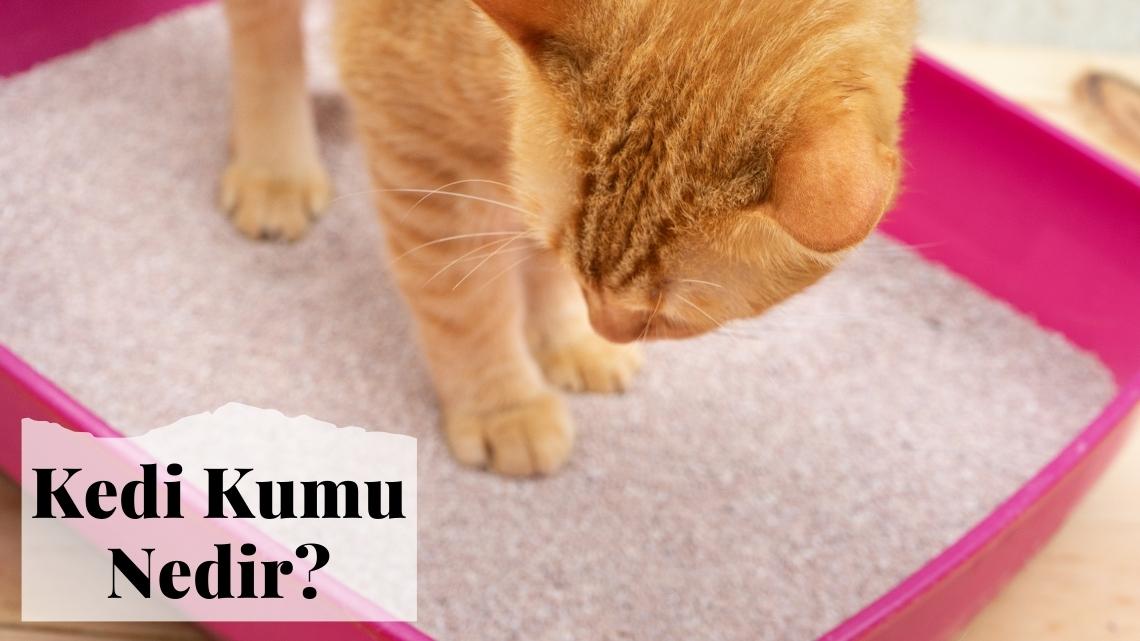 Kedi Kumu Nedir? Ne İşe Yarar?