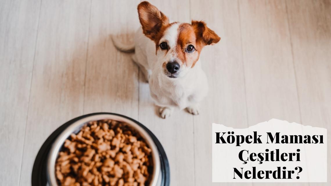 Köpek Maması Çeşitleri Nelerdir?