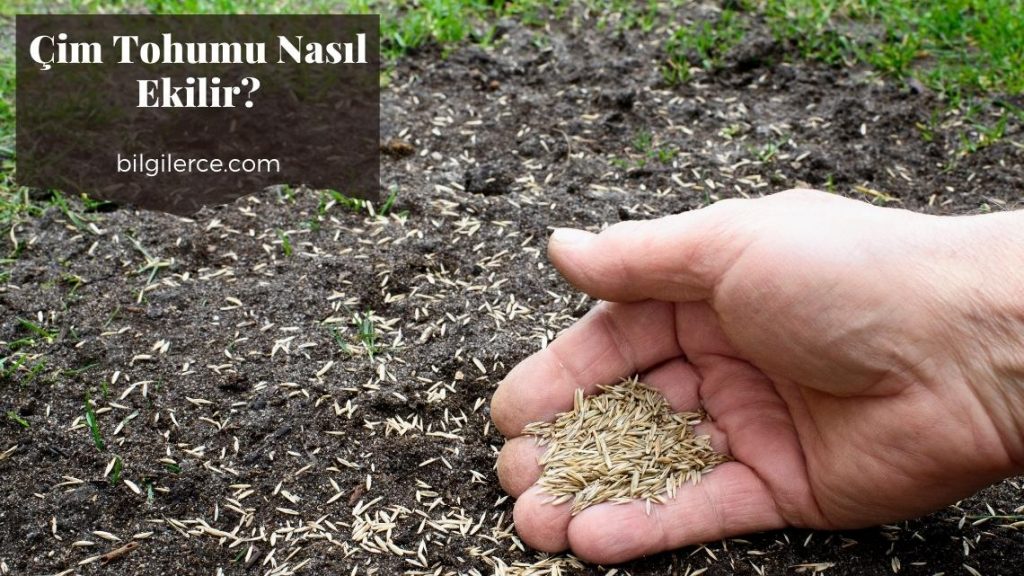 Çim Tohumu Nasıl Ekilir?