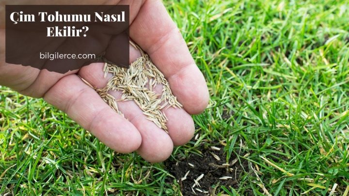 Çim Tohumu Nasıl Ekilir?