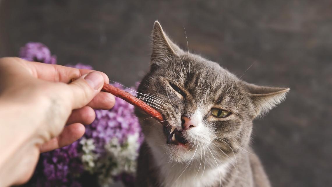 Kedi Ödül Mamaları Hakkında Bilinmesi Gerekenler