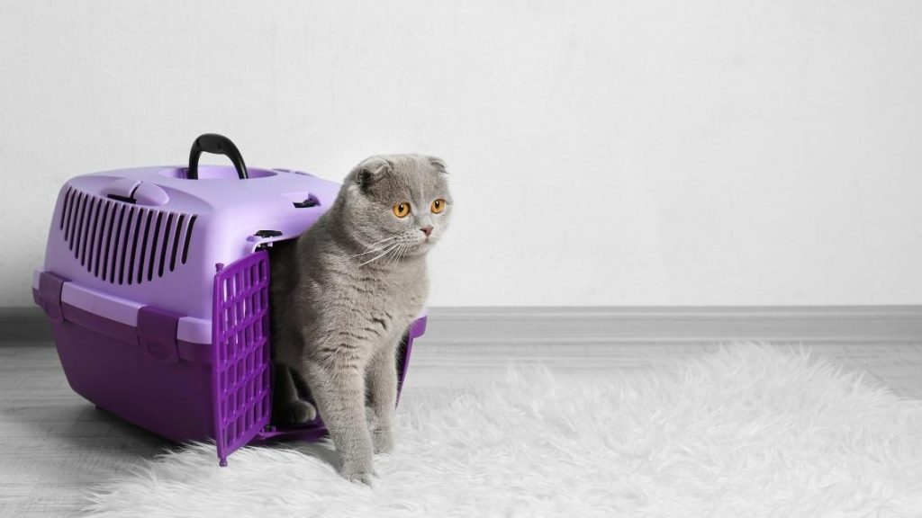 Kedi Taşıma Çantası Çeşitleri Nelerdir?