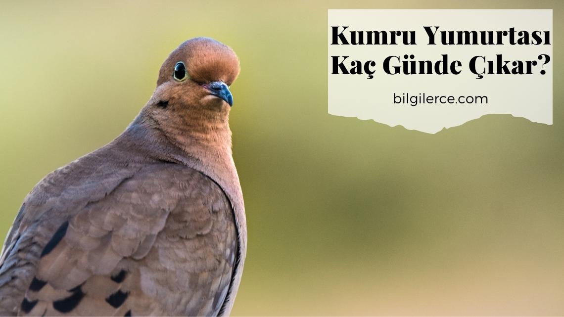 Kumru Yumurtası Kaç Günde Çıkar?