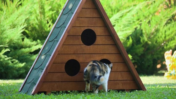 Ahşap Kedi Evinin Avantajları