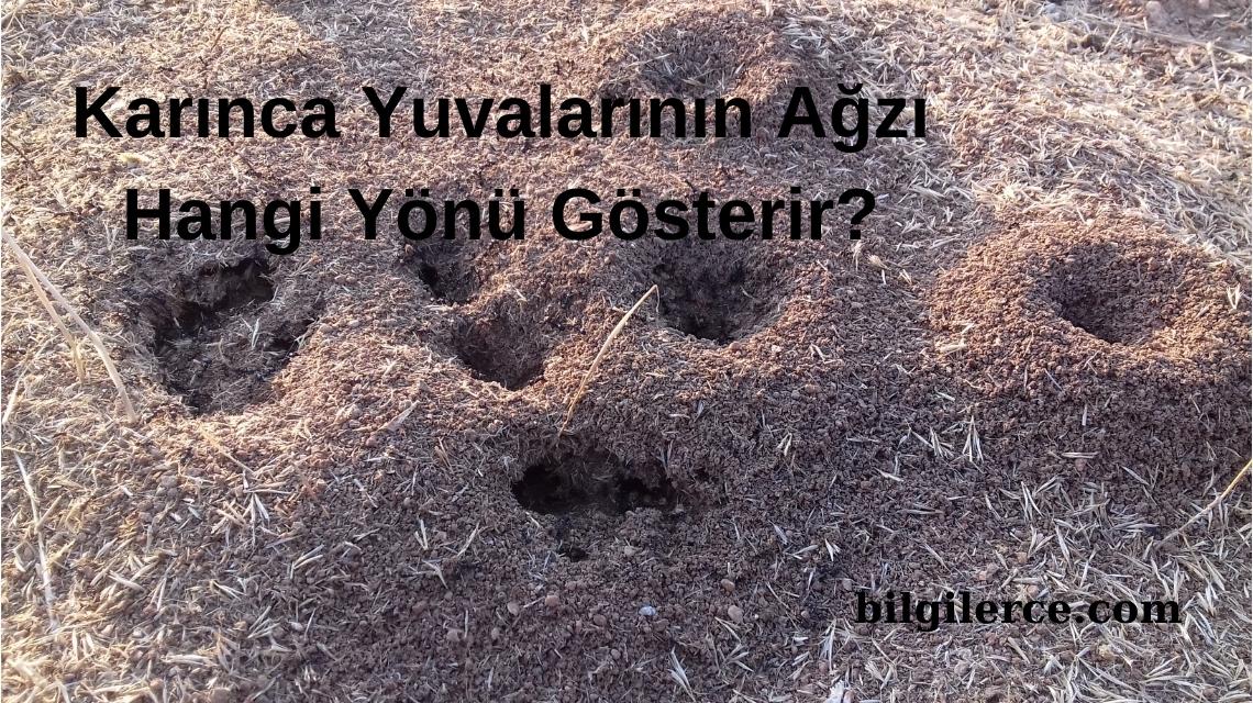 Karınca Yuvalarının Ağzı Hangi Yönü Gösterir?