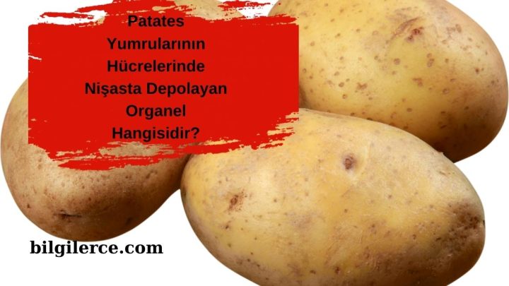 Patates Yumrularının Hücrelerinde Nişasta Depolayan Organel Hangisidir?