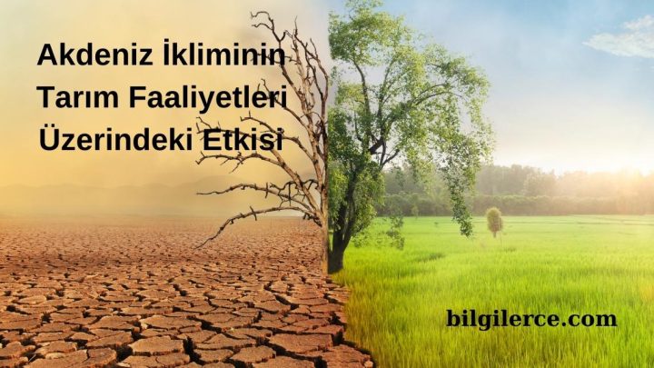 Akdeniz İkliminin Tarım Faaliyetleri Üzerindeki Etkisi