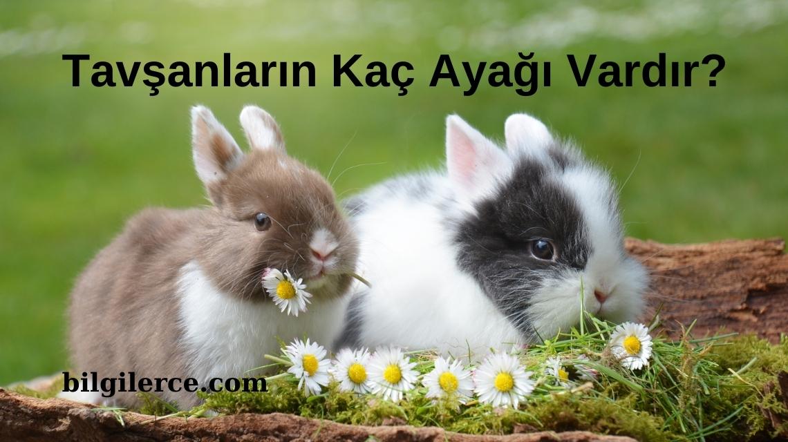 Tavşanların Kaç Ayağı Vardır?