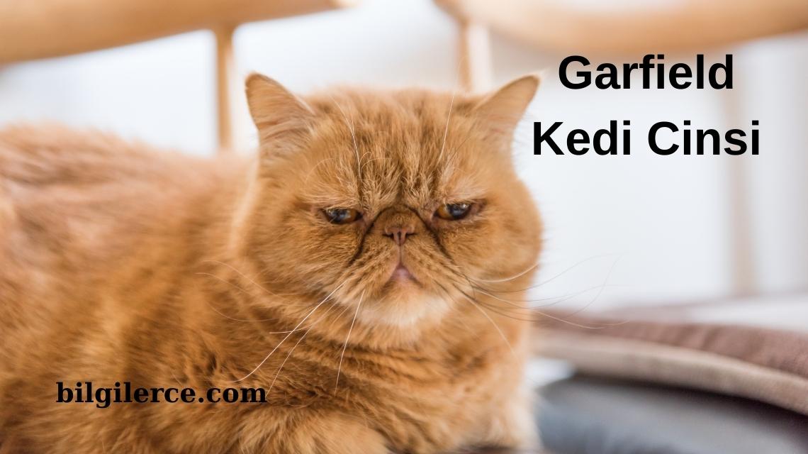 Garfield Kedi Cinsi