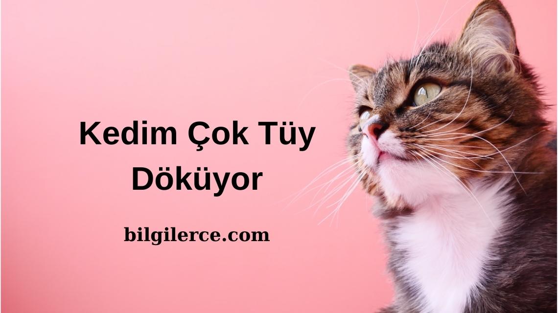 Kedim Çok Tüy Döküyor