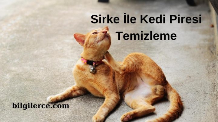 Sirke İle Kedi Piresi Temizleme